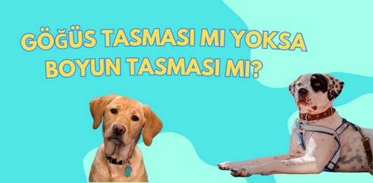 Köpeğim için hangi tasma uygun?