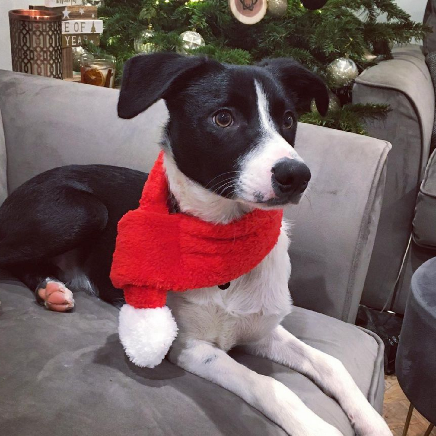 Kırmızı Renkli Köpek Atkısı S M L Beden Seçenekleri ile Yılbaşı Temalı Köpek Aksesuarı