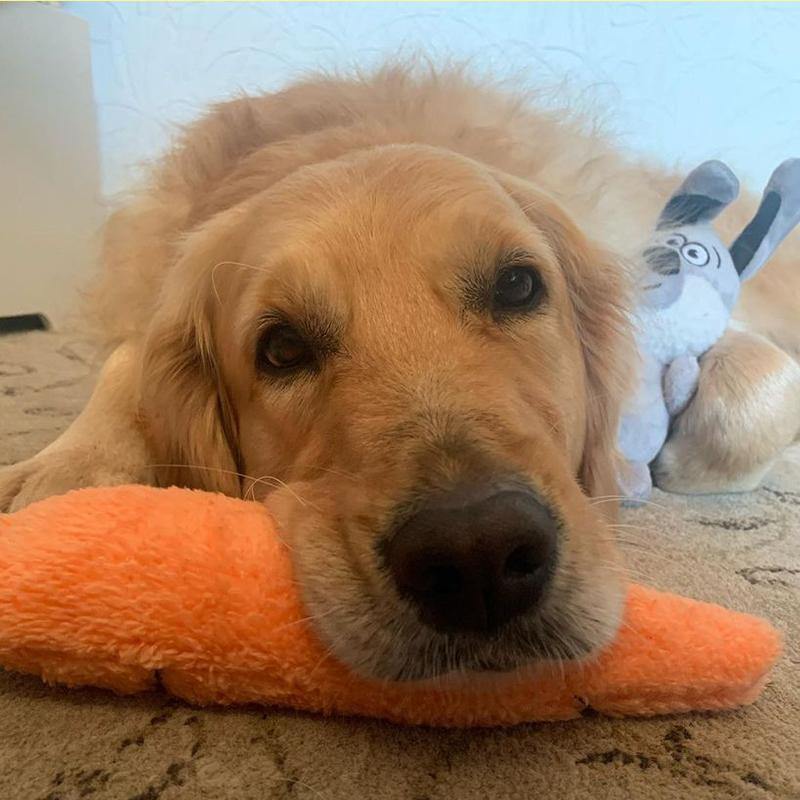Çılgın Havuç Sesli Peluş Köpek Oyuncağı