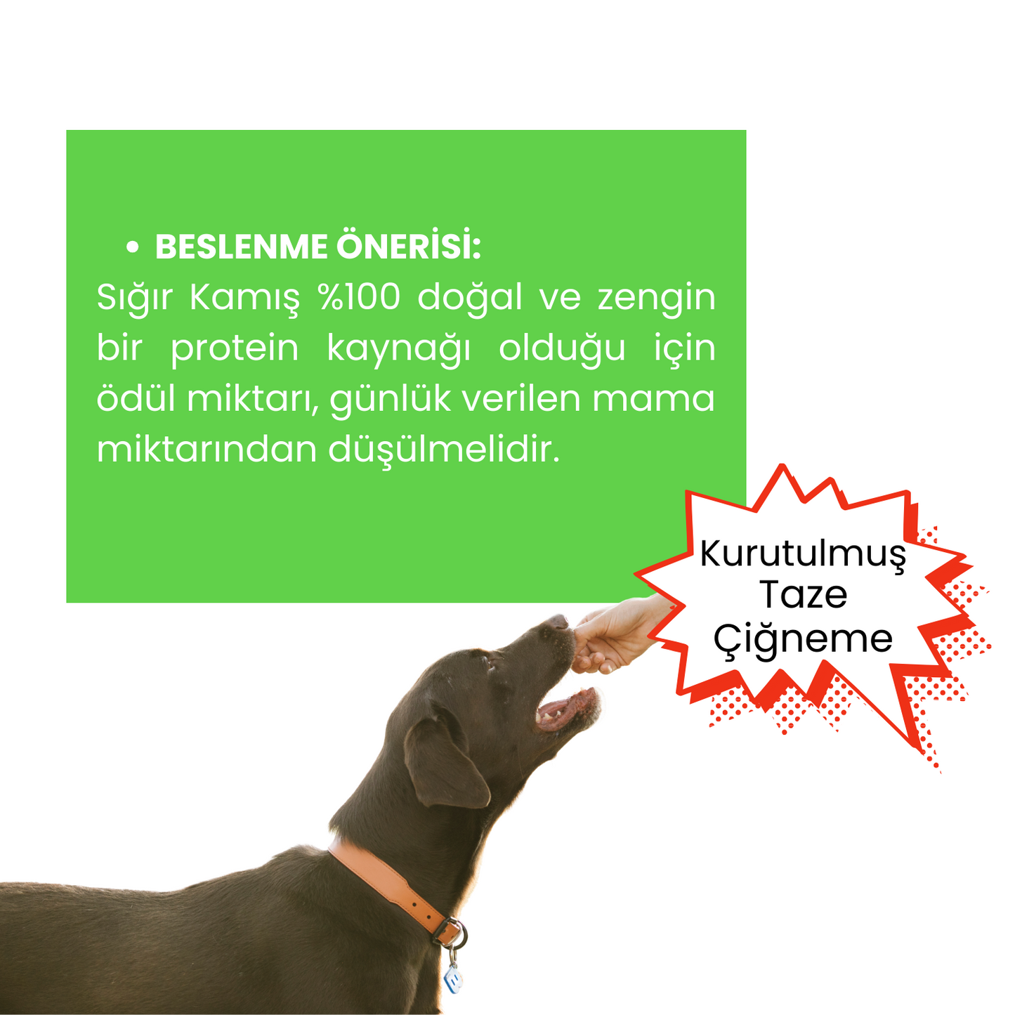 2 Adet Sığır Kamış Çiğneme Çubuğu Köpek Ödülü