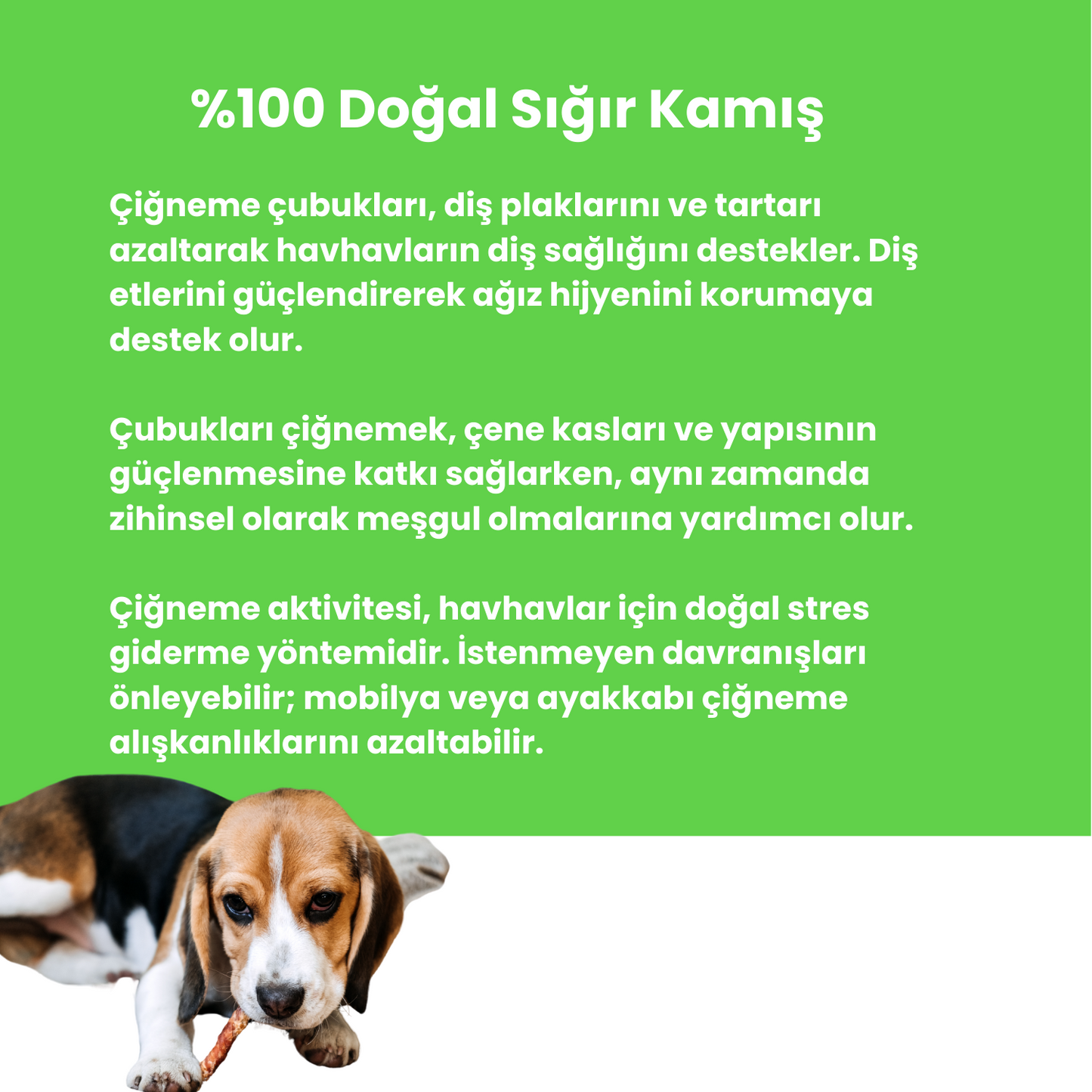 2 Adet Sığır Kamış Çiğneme Çubuğu Köpek Ödülü