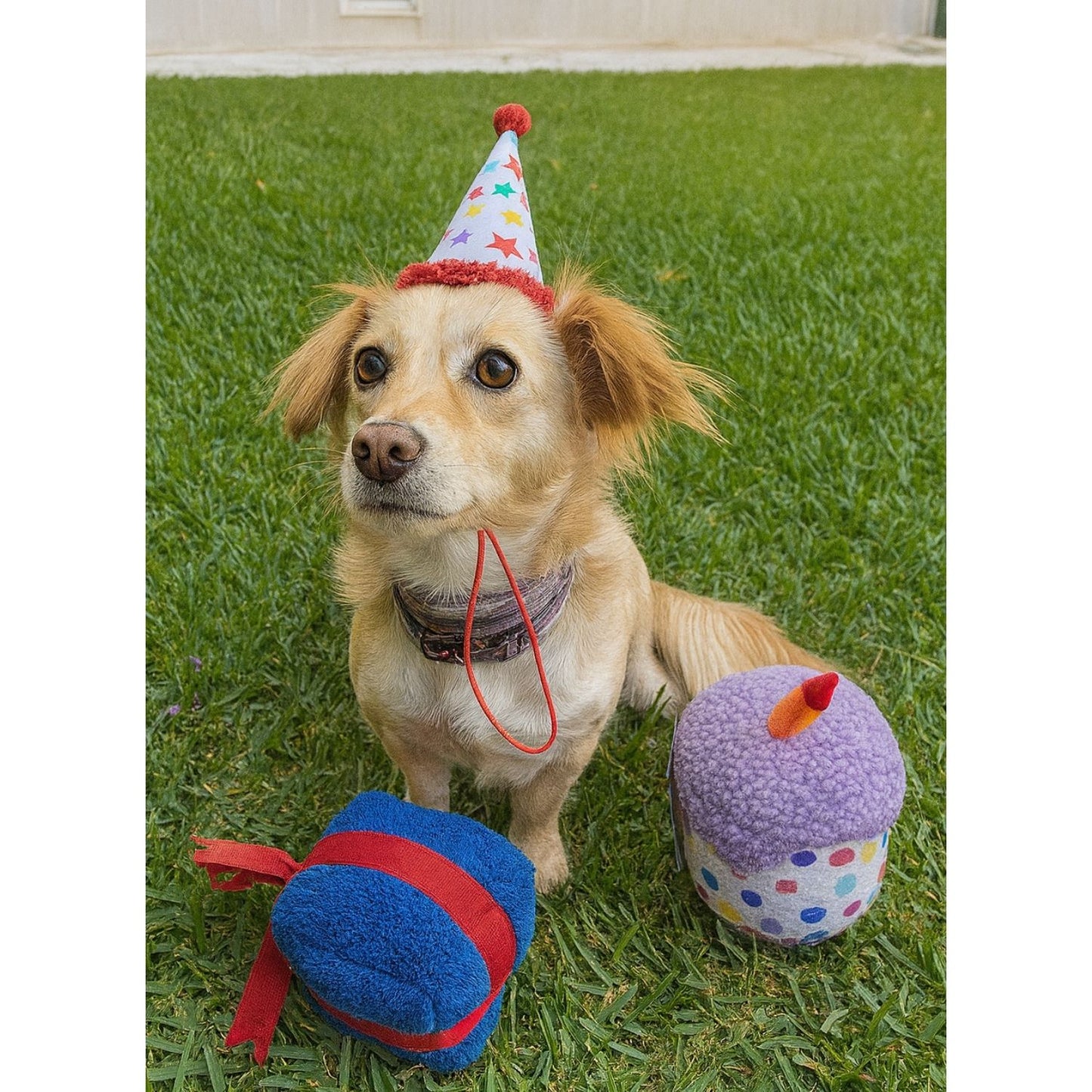 Köpek Parti Kutusu | Parti Şapkası, Peluş Pasta, Peluş Hediye Kutusu ve 2 Ödül Maması
