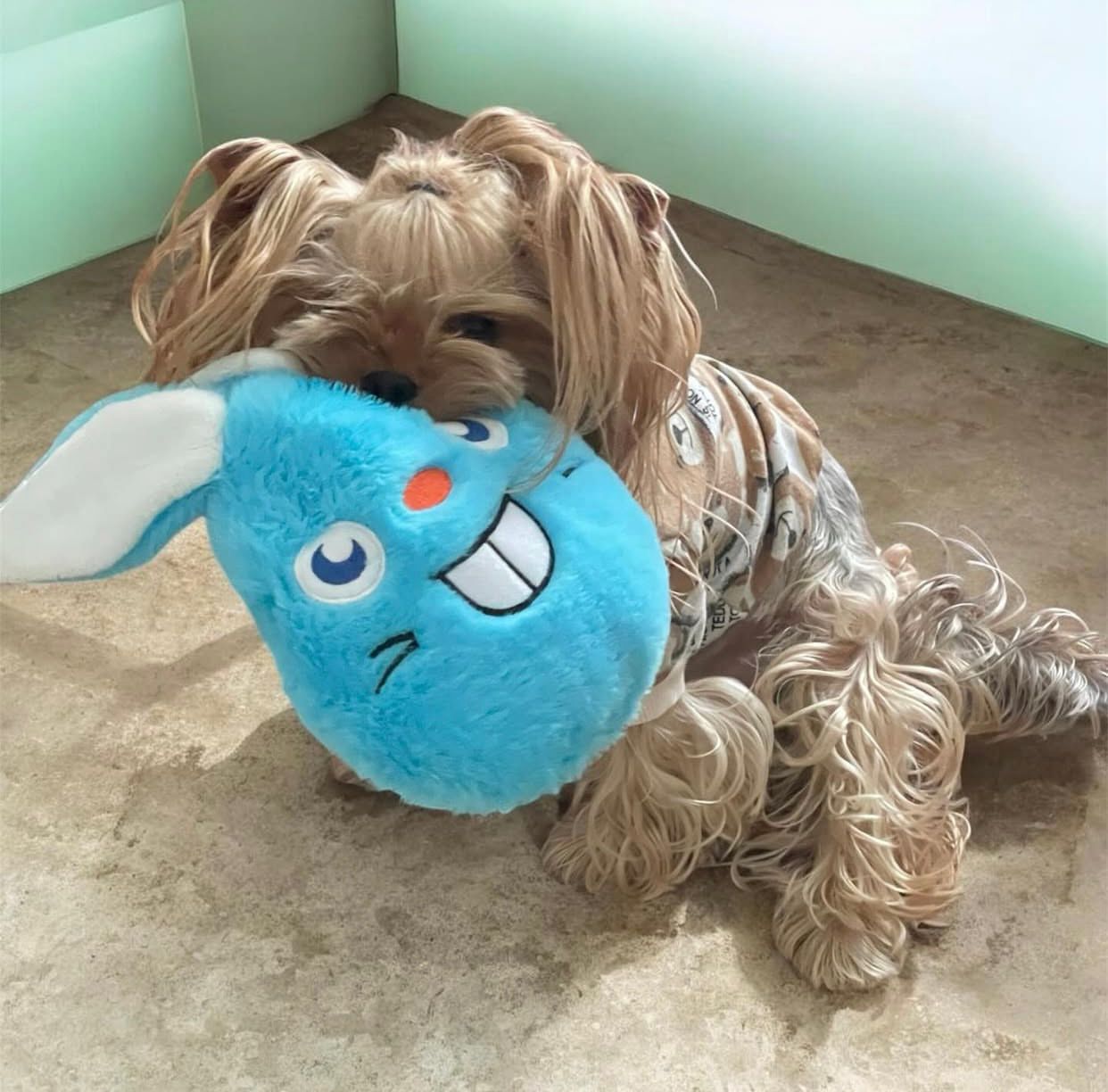 Havhav Mavi Paskalya Tavşanı Peluş Köpek Oyuncağı