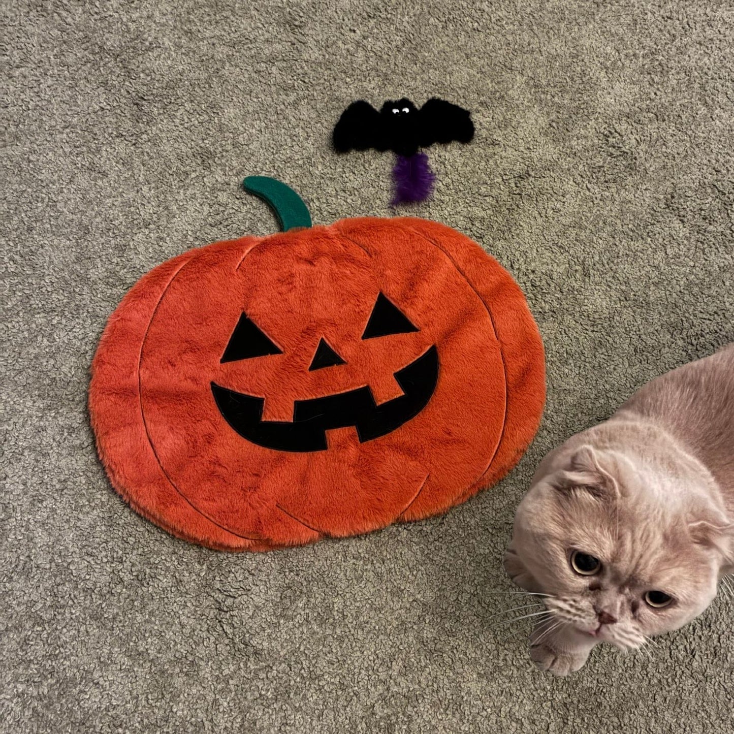 Cadılar Bayramı Temalı Kedi Oyuncak Seti | Hışırtılı Yarasa, Balkabağı Minder ve Örümcek Kedi Oltası