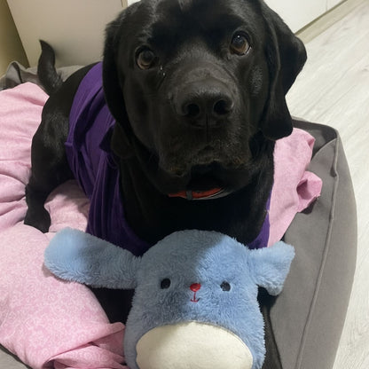 Peluş Tavşan Köpek Oyuncağı | Hışırtı Sesli Köpek Oyun Arkadaşı